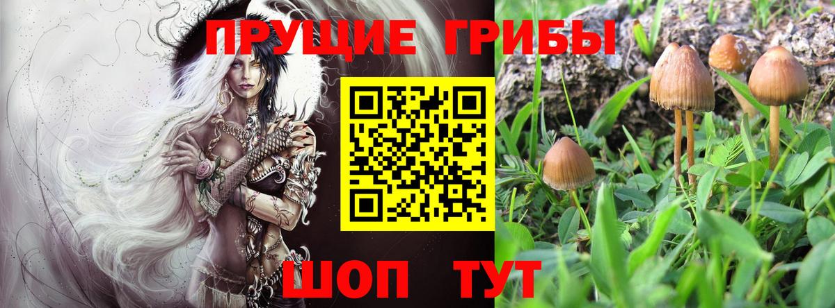 Гусев  Галлюциногенные грибы Psilocybine cubensis  Псилоцибиновые грибы прущие грибы  Вход с VPN 